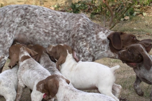 Achetez un chiot Braque Francais