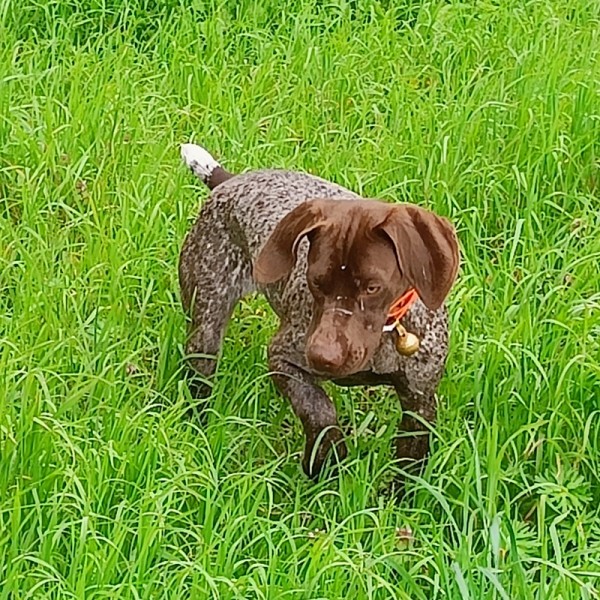 Chasse : braque francais