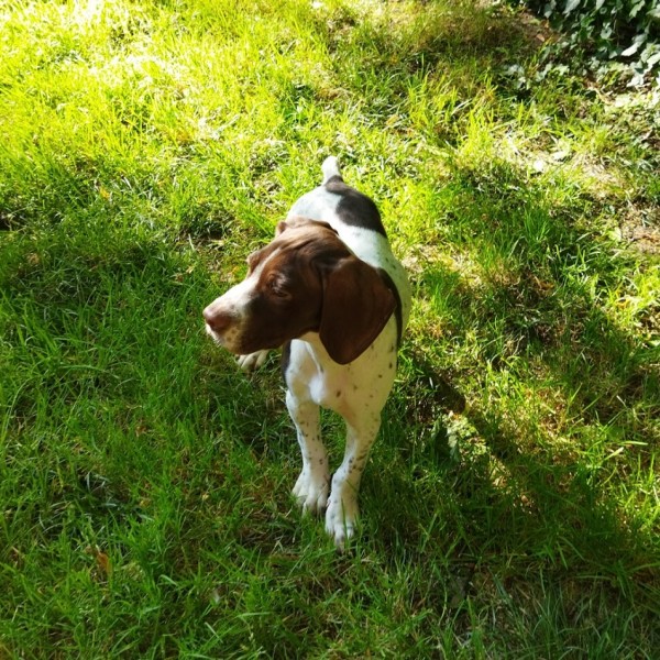 chien de chasse dressé a la chasse. Chien