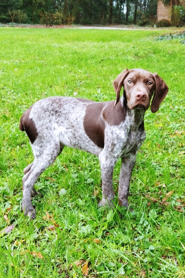 Chien de compagnie, braque Francais