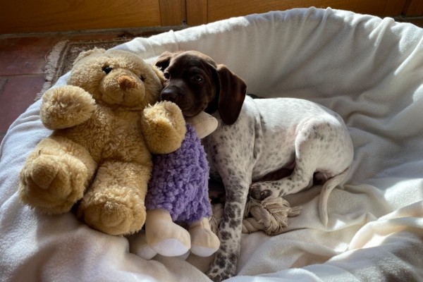 chiot braque francais