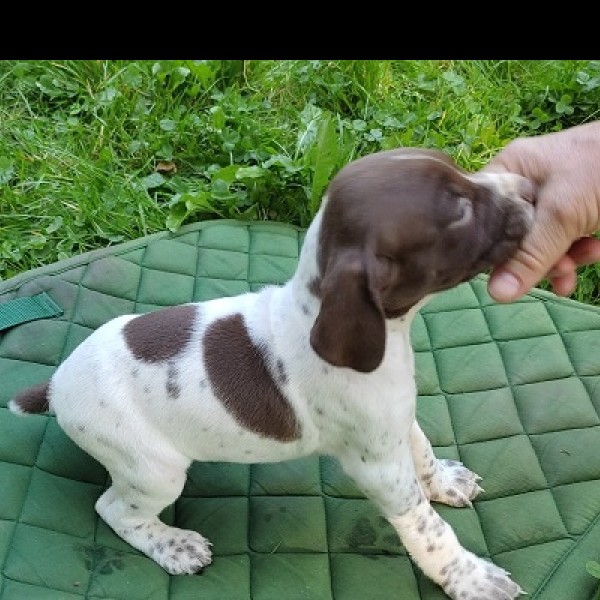 Chiots braque français femelle à réserver