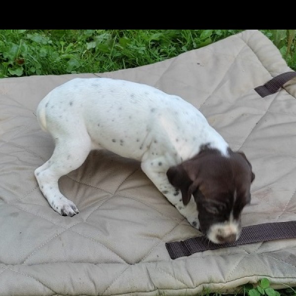 Chiots braque français femelle à réserver