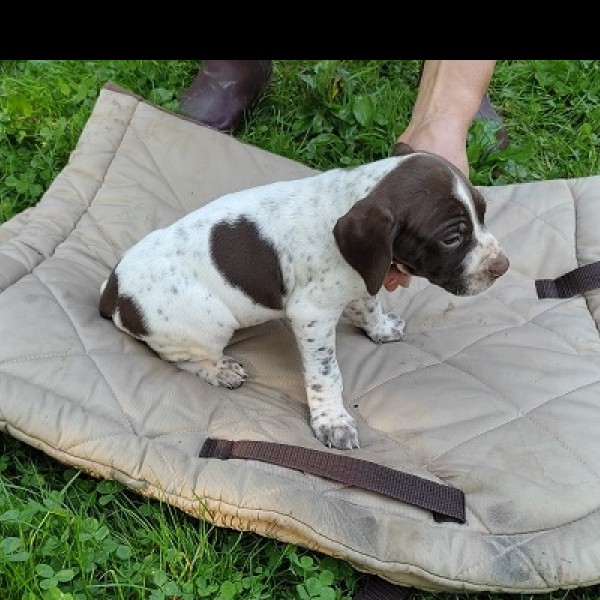 Chiots braque français mâle à réserver