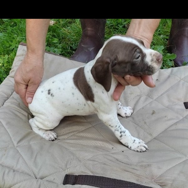 Chiots braque français mâle à réserver