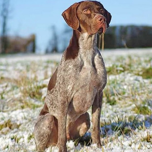 Chiots disponible Braque Francais Type Pyrénées.