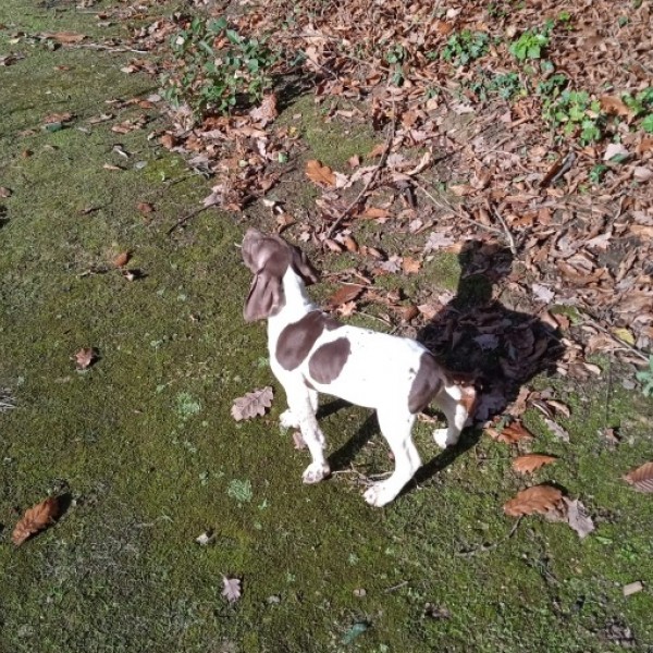 Chiots disponibles Braque Français Pyrénées
