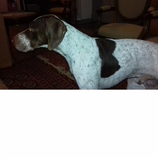 donne chien braque francais