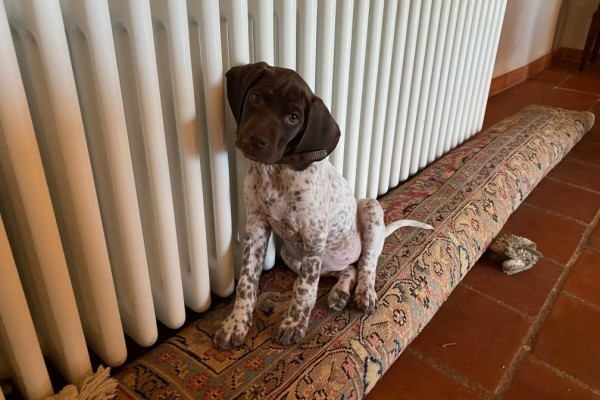 Photo de braque francais type pyrénées