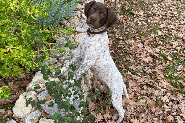 Photo de braque francais type pyrénées