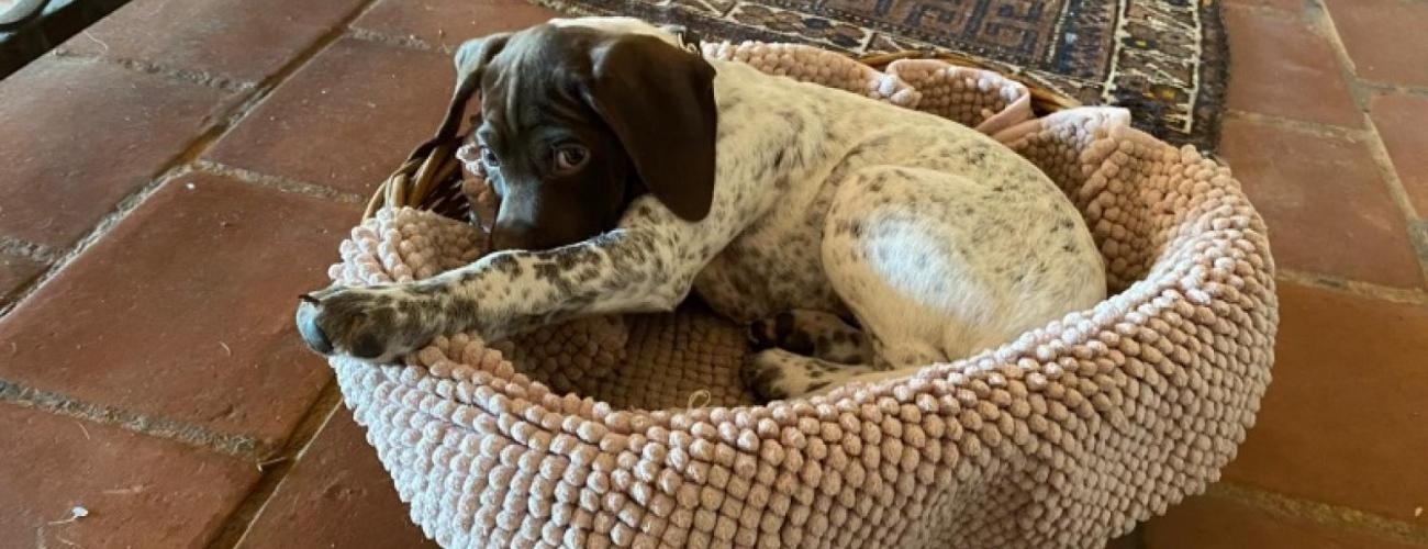 Elevage chiot Braque Francais type Pyrénées